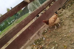 IMG-0c2ecaf47c4d1fd2c22f0e01eabd6c50-V