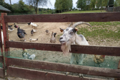 IMG-f528c87a6372ac3d2678731c3477aa2b-V